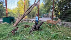 НАМ ВЕСЕЛО! Ангелина и Люся РУКОВОДЯТ всей компанией зверят)