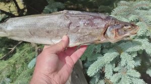 Вяленая рыба! Вяление рыбы Муксун это просто и очень вкусно!