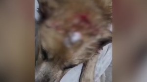 В Балино больше года умирают уличные собаки. Возможно, орудует серийный живодер