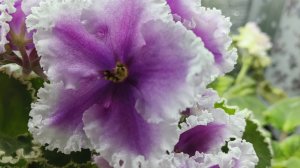 обзор сортов