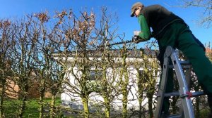 Кусторез. Стрижка живой изгороди из бука!