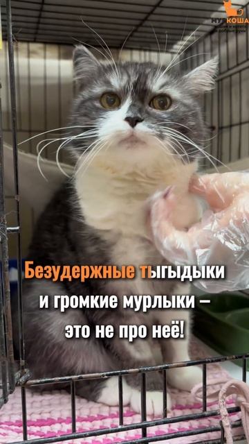 Дарсенька ждёт вас в приюте #Муркоша