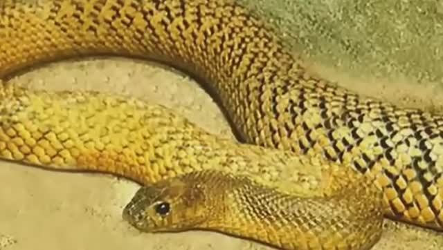 15 Животных Настолько Опасных Что Они Запрещены Во Всех Зоопарках Мира. смотреть онлайн