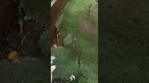 Посадка малины, и обработка от вредителей