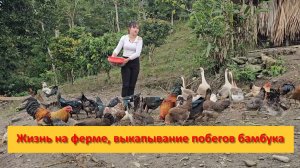 Thị Bình. Вьетнам.  Жизнь на ферме, сбор куриных яиц, уборка капусты, выкапывание побегов бамбука.