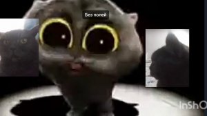 обзор мемново кота