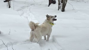 На лыжах с лайками