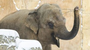 فيل يقتل 22 شخصا بسبب "ارتفاع هرمون الذكورة"