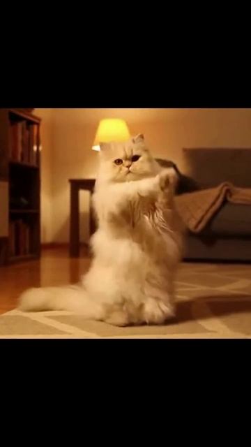 котик котикиинтернет мими веселыекотики мяу