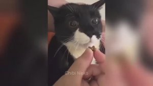 Смешные животные поднимут вам настроение 😍