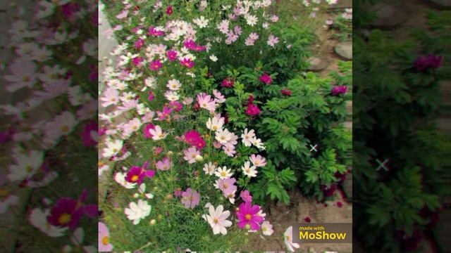 MoShow_20260121T150002.mp4 смотреть онлайн