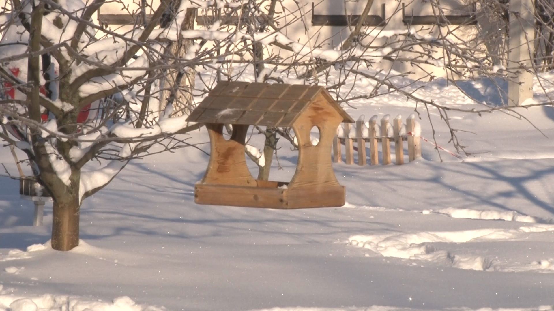 Юннаты рассказали, как правильно кормить птиц зимой смотреть онлайн