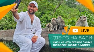 Наглые ОБЕЗЬЯНЫ и КОФЕ из какашек! Чем нас УДИВИЛ остров БАЛИ?