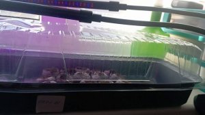 ЭУСТОМА. ПЕРВЫЕ ВСХОДЫ.