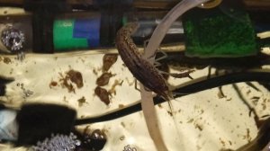 Мраморные раки 21 января 2026 года. Колонка Маруся рассказывает анекдоты.