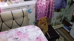 НАГОТОВИЛАМЕНЮ НА РАБОЧУЮ НЕДЕЛЮ КОТЛЕТЫ В ЗАЛИВКЕКАРТОШКАЗАКУПКА НА 5000 РУБЛЕЙ В ЧИЖИКЕ