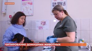 Чипирование домашних животных: для чего и как делают