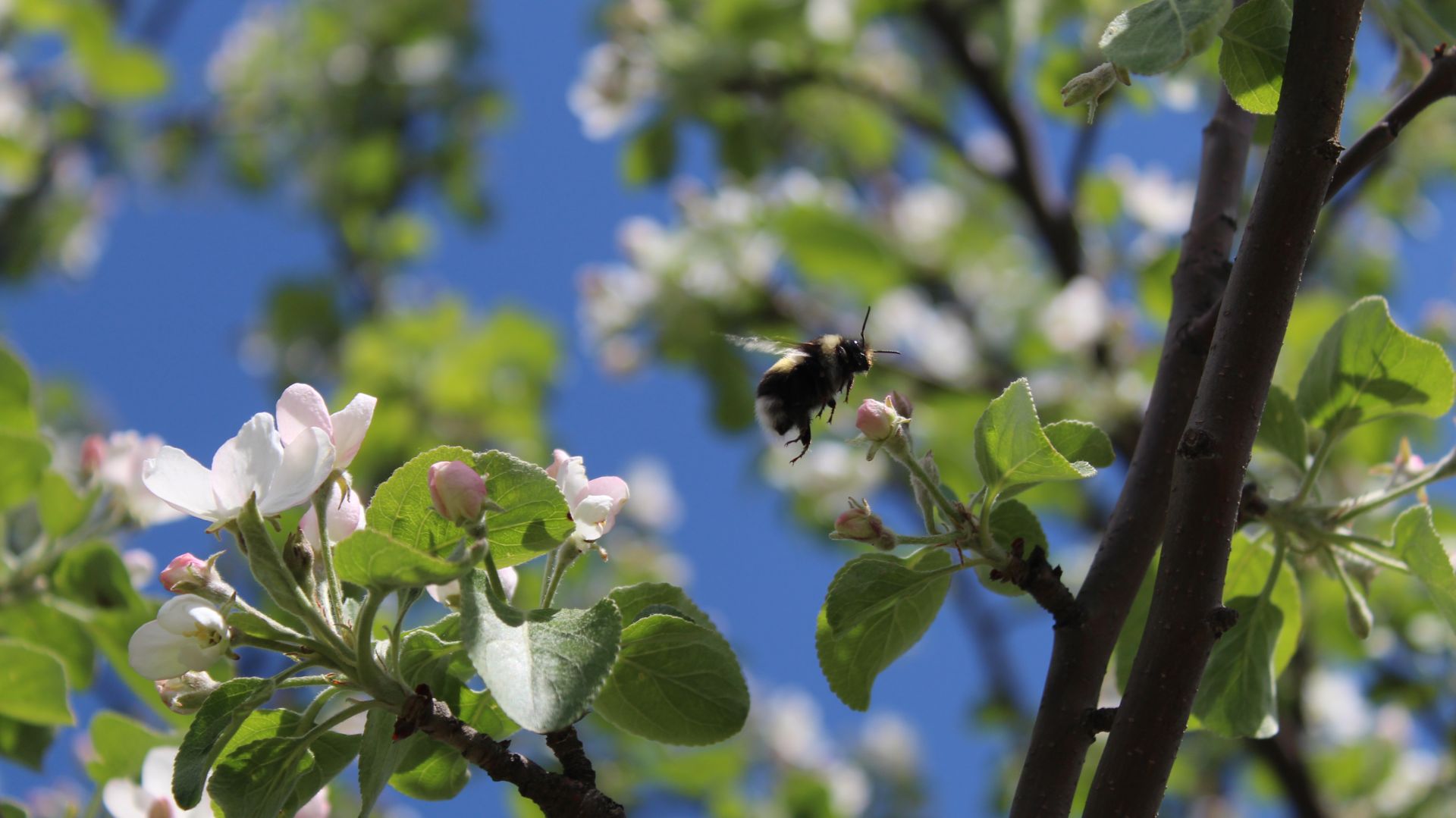 Каким был наш участок в 2022 году. смотреть онлайн