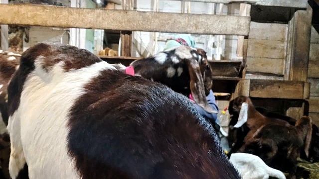 КОЗЛЯТА КАМОРИ НА ПРОДАЖУ! смотреть онлайн