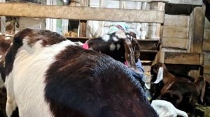 КОЗЛЯТА КАМОРИ НА ПРОДАЖУ!