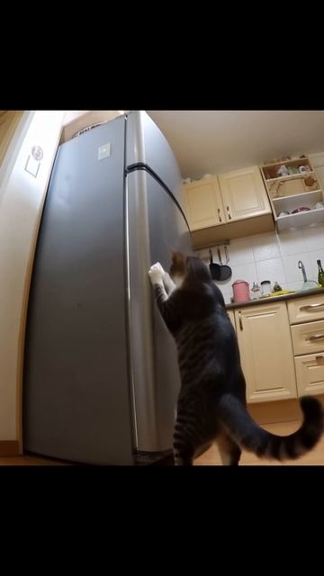 смешныеживотные животныевприключениях уютныеживотные приключенияживотных