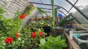 Подземная теплица в Спрингвилле