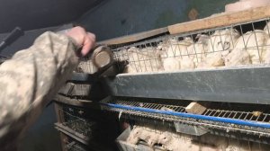 КУРОЧКИ- Сасо и голошейка. Мурзик и Пикси.