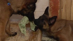 «СВОи» | 21.01.2026