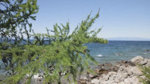 Северный Байкал 2025 (Очарование Байкала)