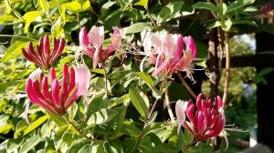 Жимолость Гекрота (Lonicera heckrottii) стадии цветения. Наш сад 2025