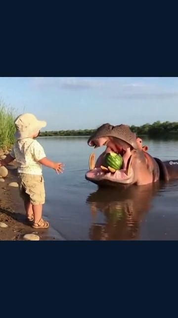 милота smile fluffyfriend petlove