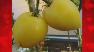 Каталог томатов на  2026 год. Часть 7. г. Киров  т. 89229284031