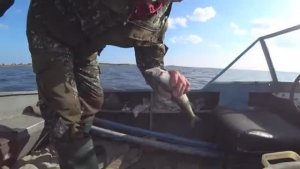 РЫБАЛКА ПОДСЕКАЛКА!Закинул Морского Червя Вытащил Сига!Сиговая Рыбалка На Закидушки!