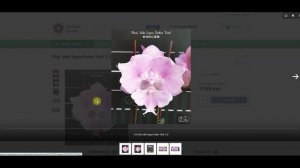 🌸 ПРОДАЖА ОРХИДЕЙ. Предзаказ орхидей на сезон 2026 года. Обзор. Купить орхидею.