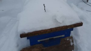 зимовка пчел ,полет нормальный 👍🏻