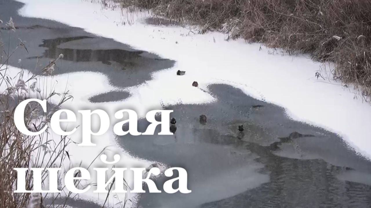 Сколько птиц проводит зиму в Луганске? смотреть онлайн