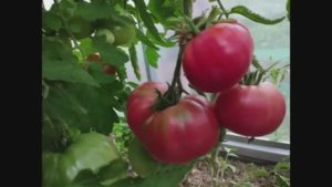 Каталог томатов на  2026 год. Часть 10.  г. Киров  т. 89229284031.