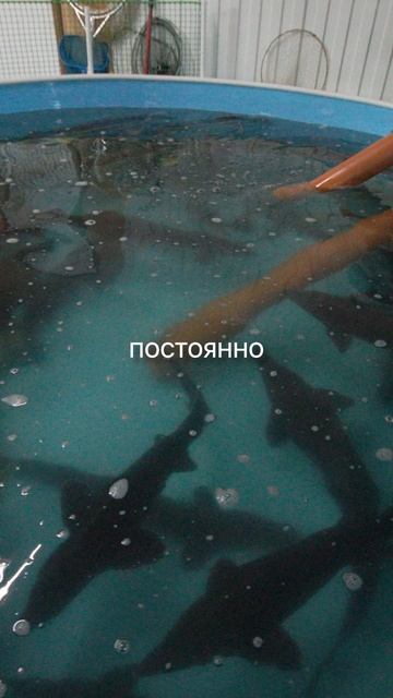 Клариевый сом — идеальная рыба для фермы. Растёт быстро, почти не болеет. Чистая прибыль от 150 ₽/кг смотреть онлайн