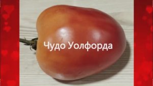 Каталог томатов на 2026 год. Часть 13. г. Киров.  т. 89229284031