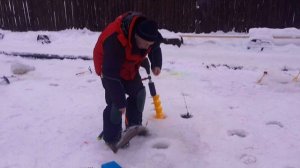 Ежедневный запуск и поимки форели.