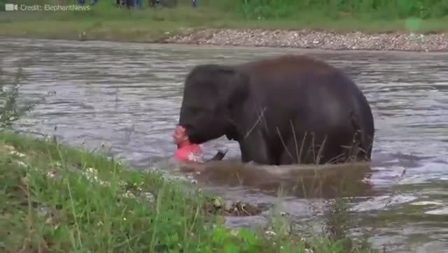 37 Животных Героев, Которые Спасли Человеческие Жизни ! смотреть онлайн