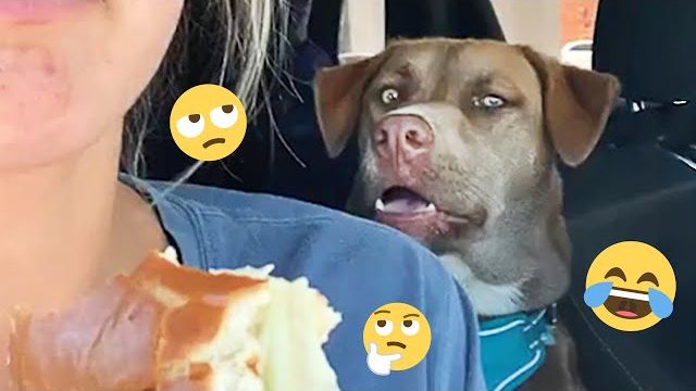 Я на 101% УВЕРЕН, что вы будете ОЧЕНЬ СМЕЯТЬСЯ смотреть онлайн