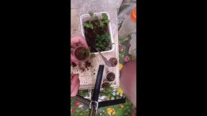 Пересадка Биденса