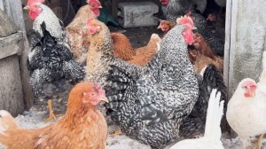 Как соцконтракт помог многодетной маме заняться выращиванием птицы и зелени