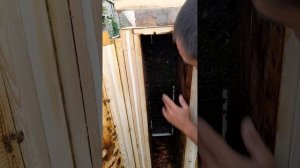 пчелы сроят соты