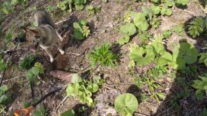 Дочищаю территорию геологов,нашёл триангуляционную точку высоты