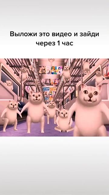 мемы коты битбит