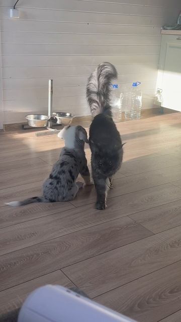 Мур Мур смотреть онлайн