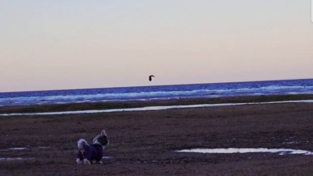 шитцу смотреть онлайн