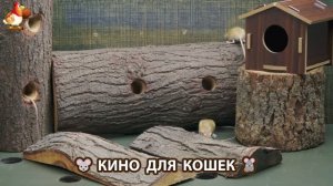 Видео для кошек про крысок развлекать питомцев 🐭🐀😂 (435)